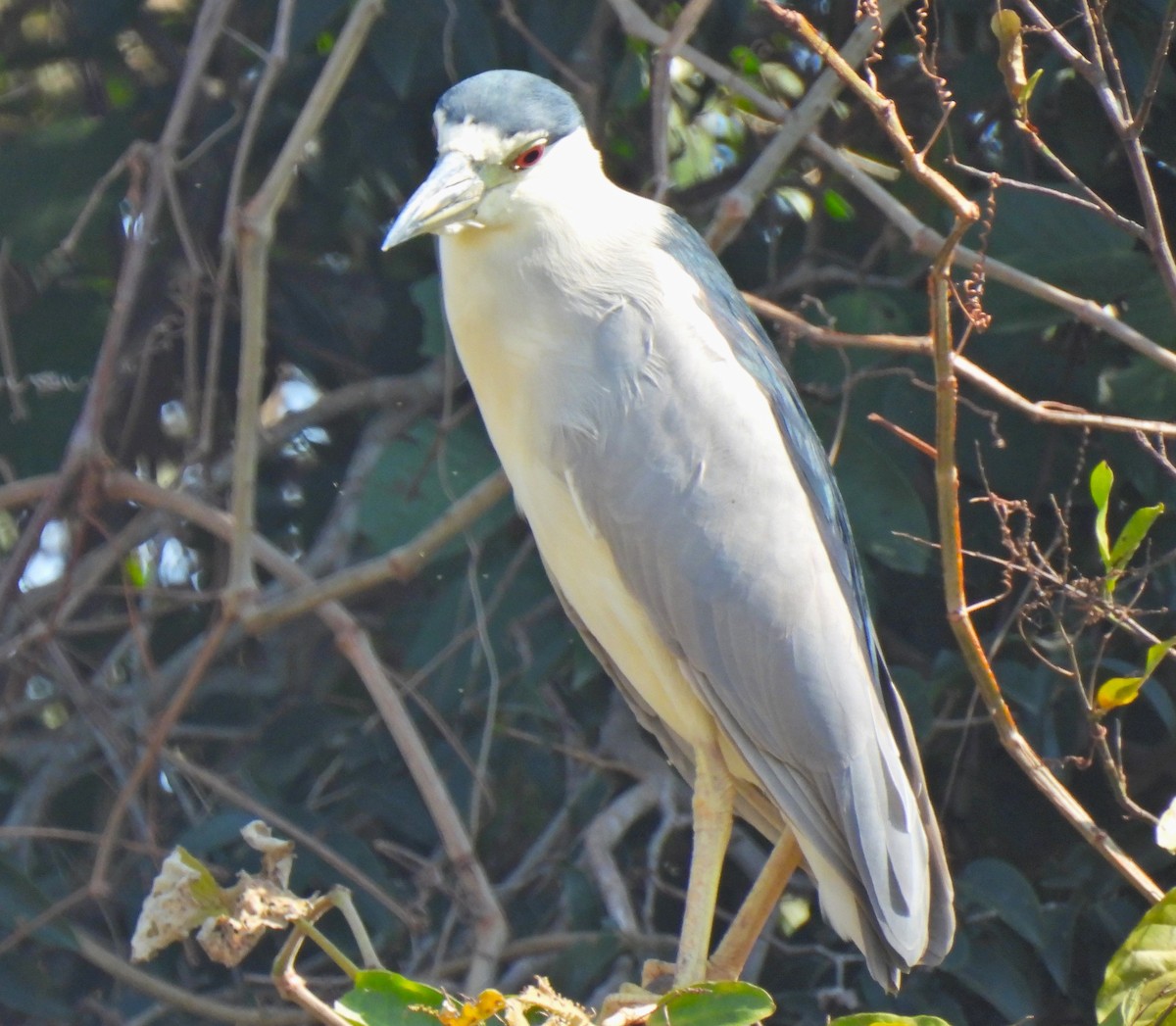 Martinete Común - ML623358127