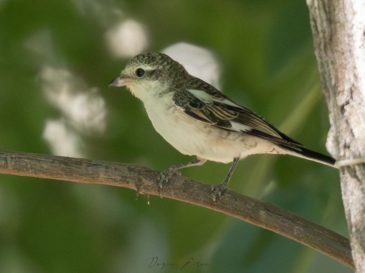 Masked Shrike - ML623358137