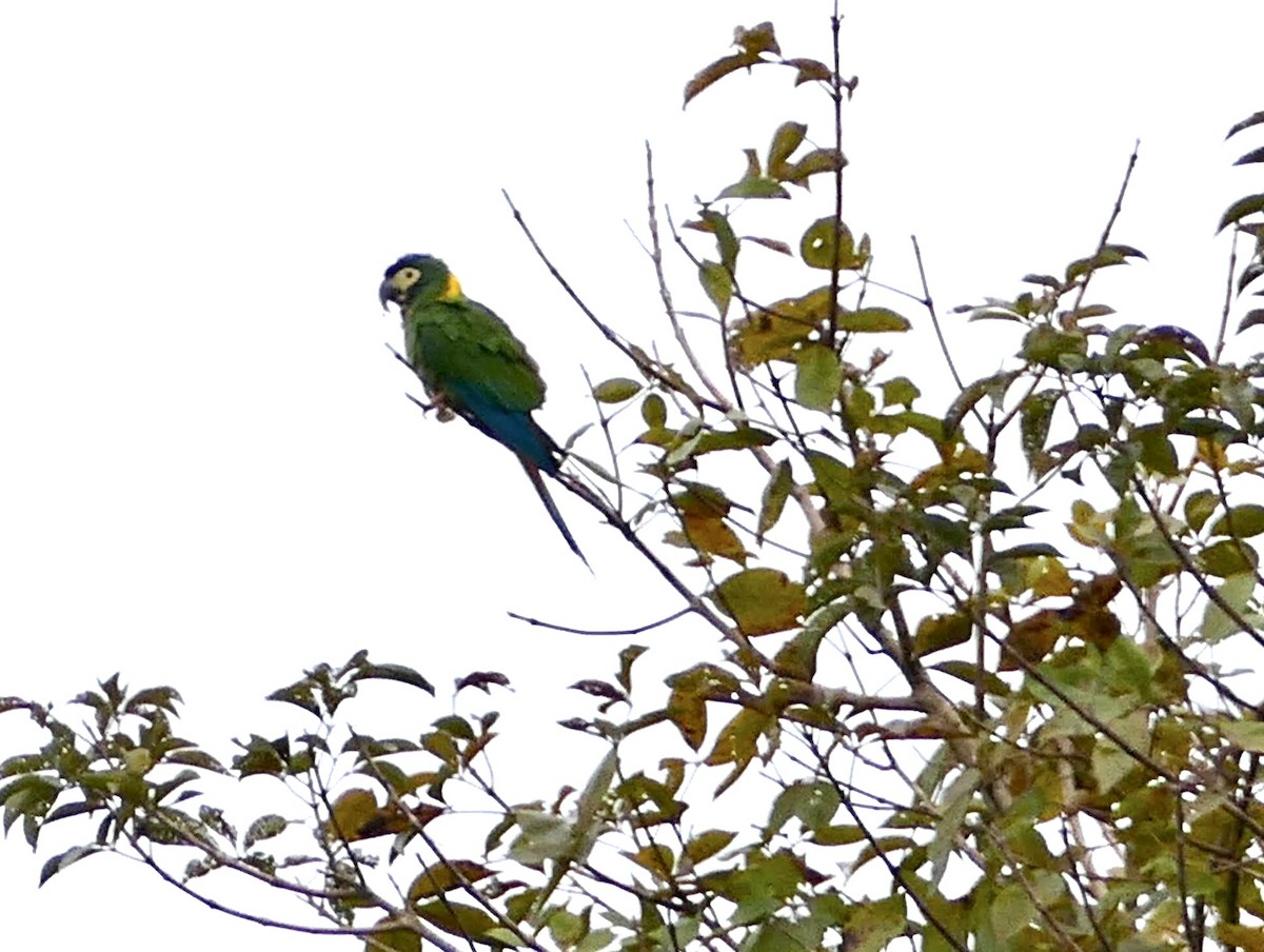 Yellow-collared Macaw - ML623358138