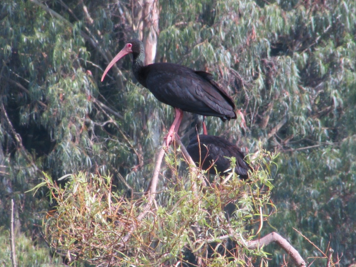 Bare-faced Ibis - ML623358161