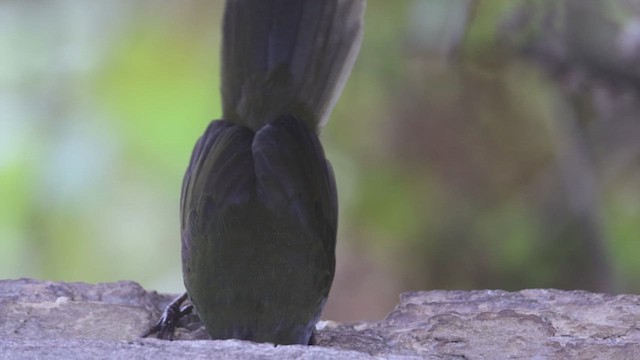 クリボウシヤブシトド - ML623358168