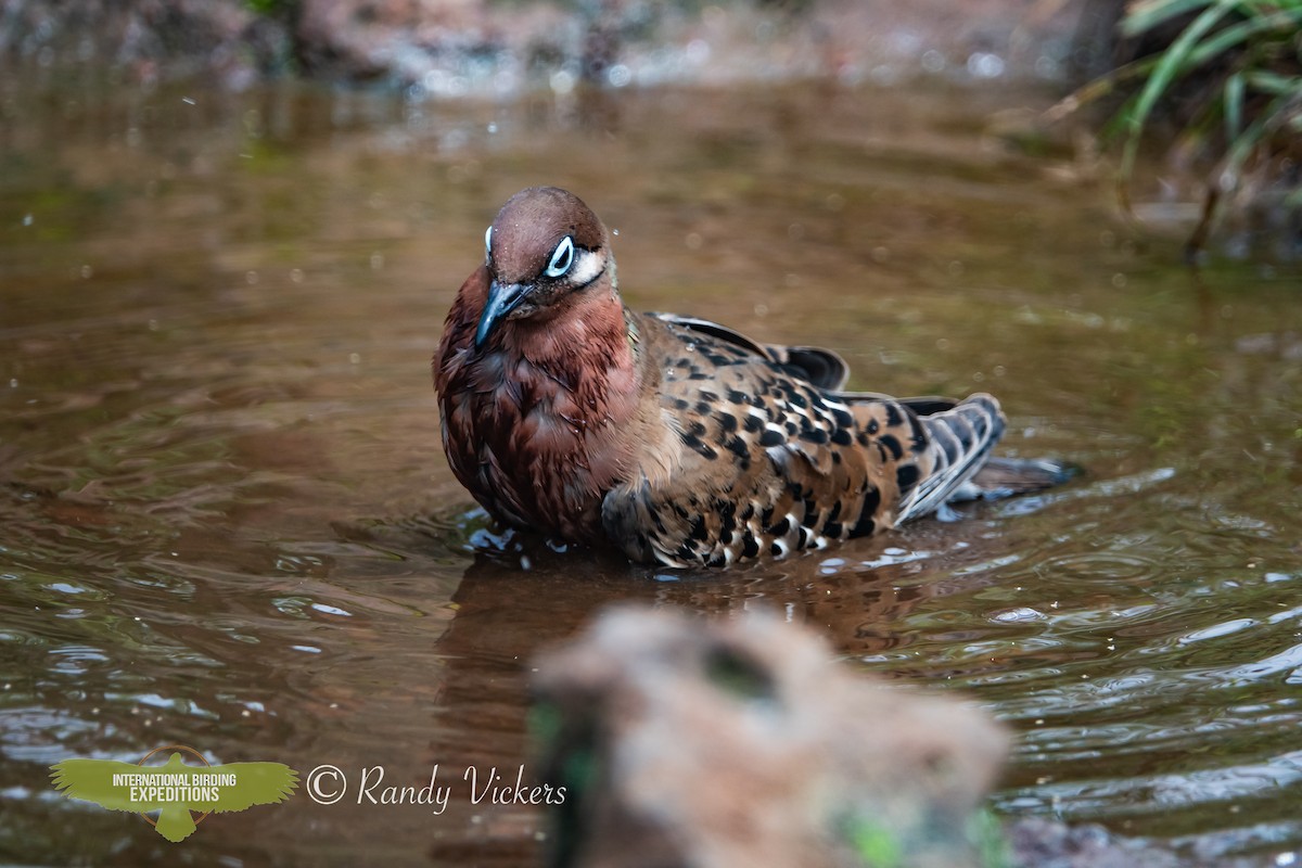 Galapagos Dove - ML623358198