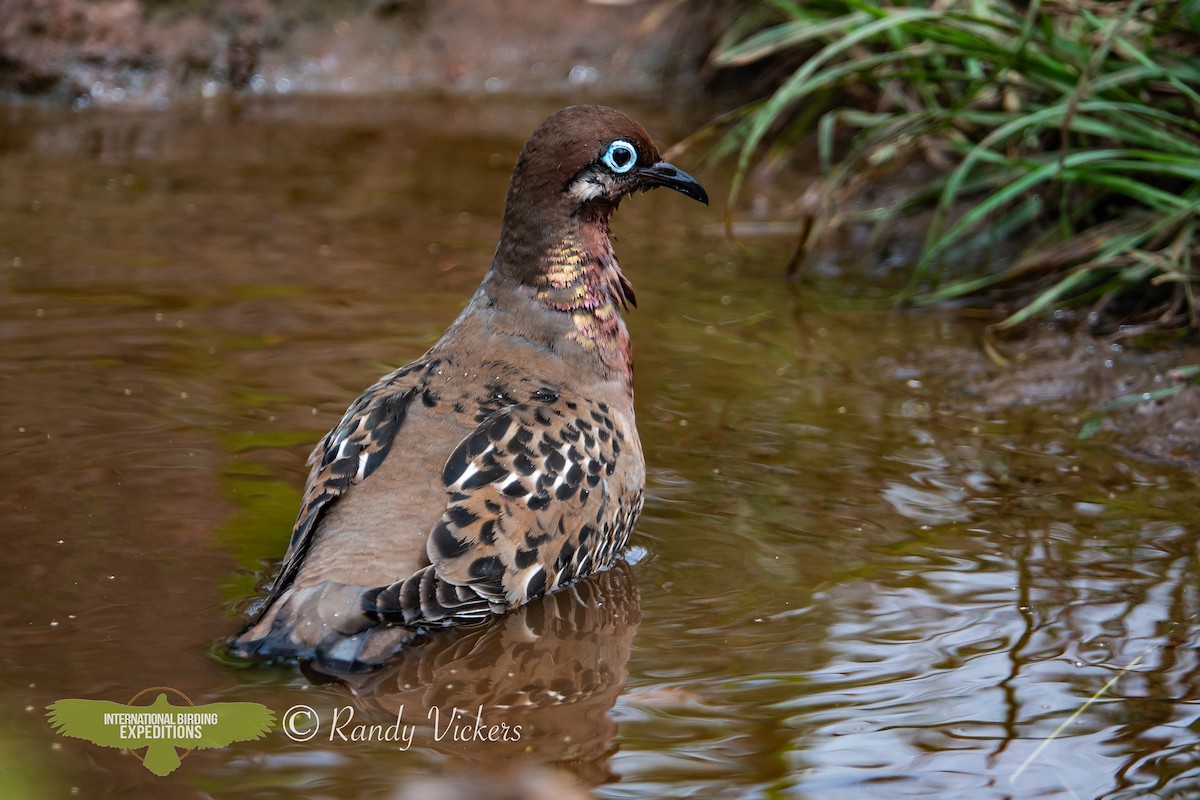Galapagos Dove - ML623358200