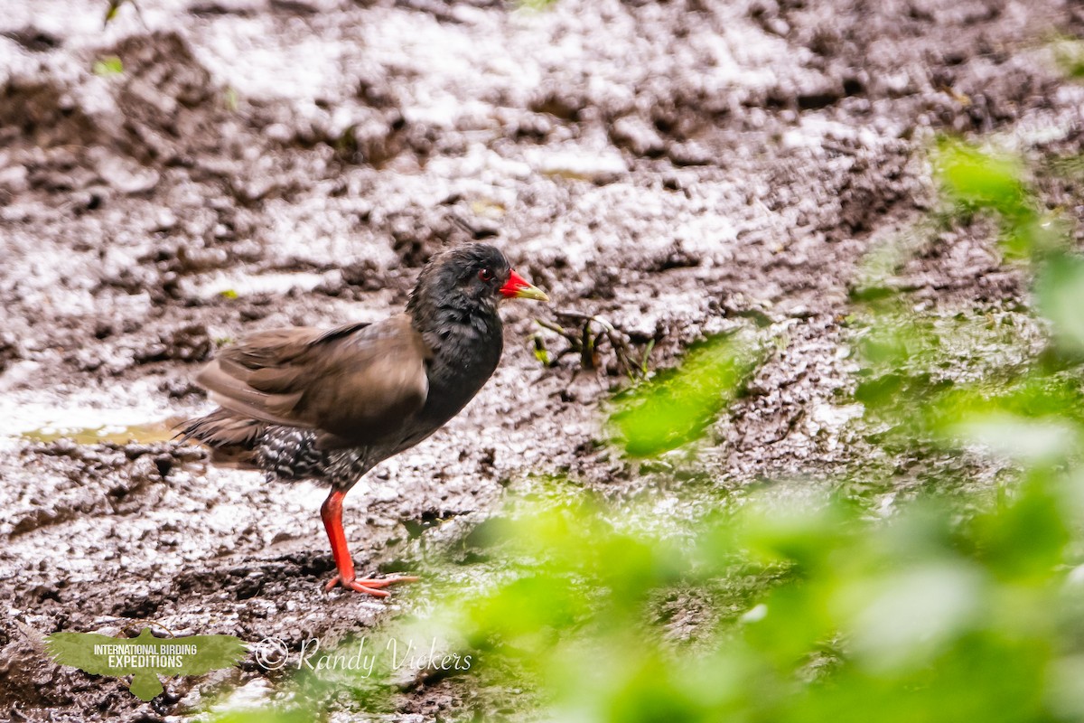 Paint-billed Crake - ML623358207