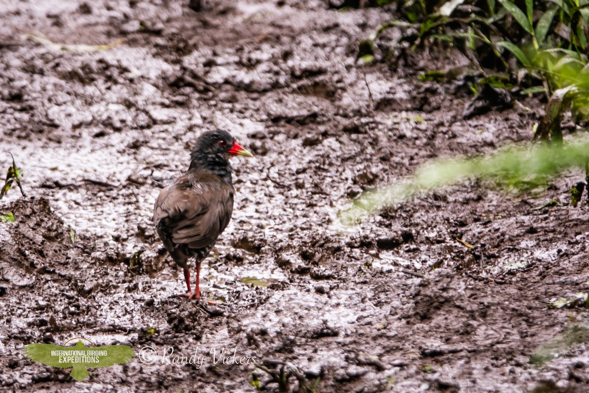 Paint-billed Crake - ML623358208