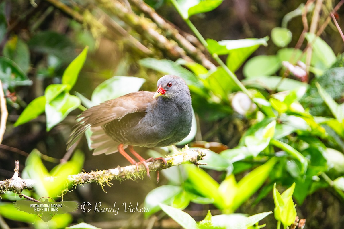 Paint-billed Crake - ML623358209