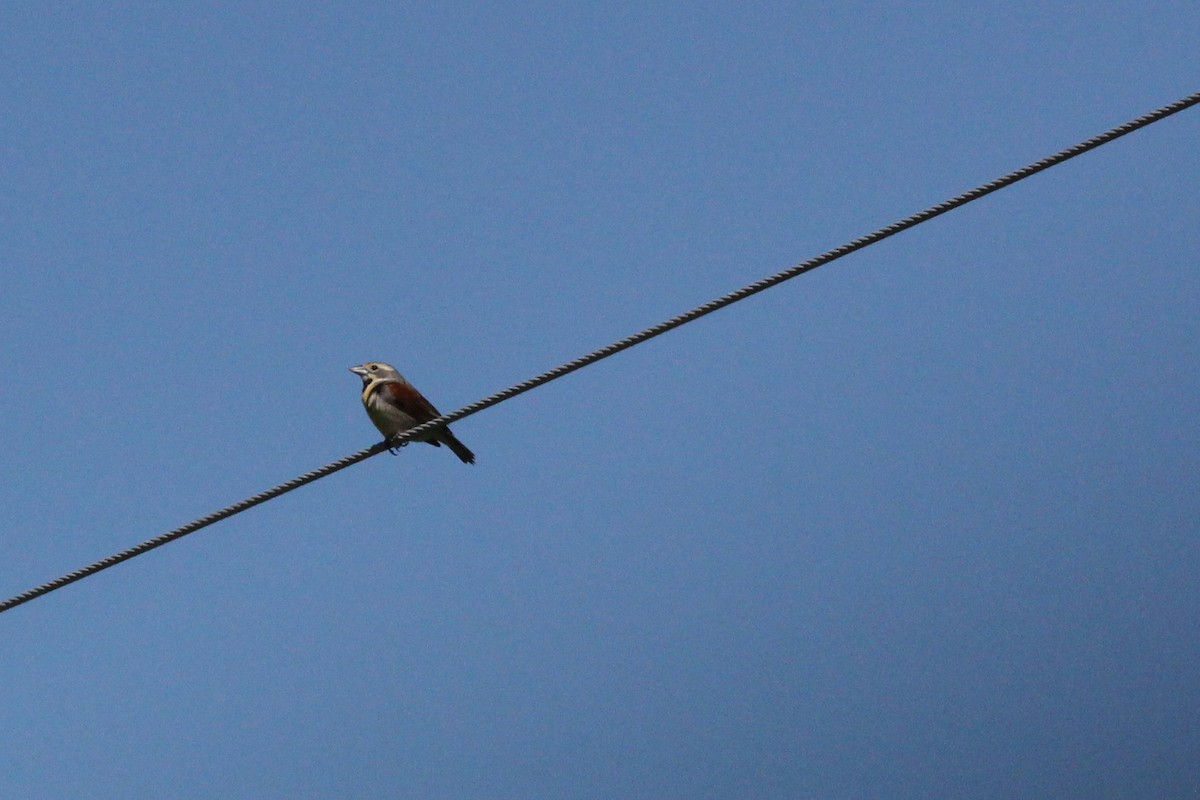 Dickcissel d'Amérique - ML62335821