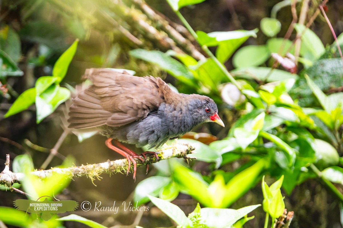 Paint-billed Crake - ML623358210