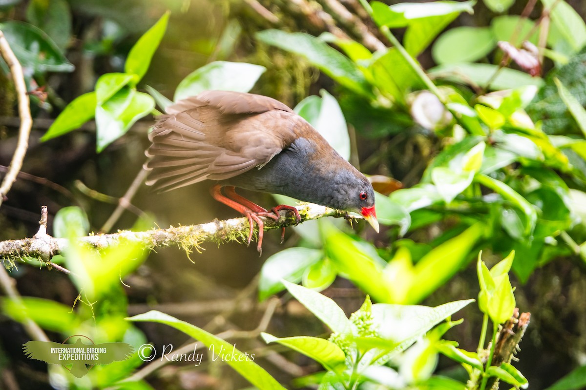 Paint-billed Crake - ML623358211