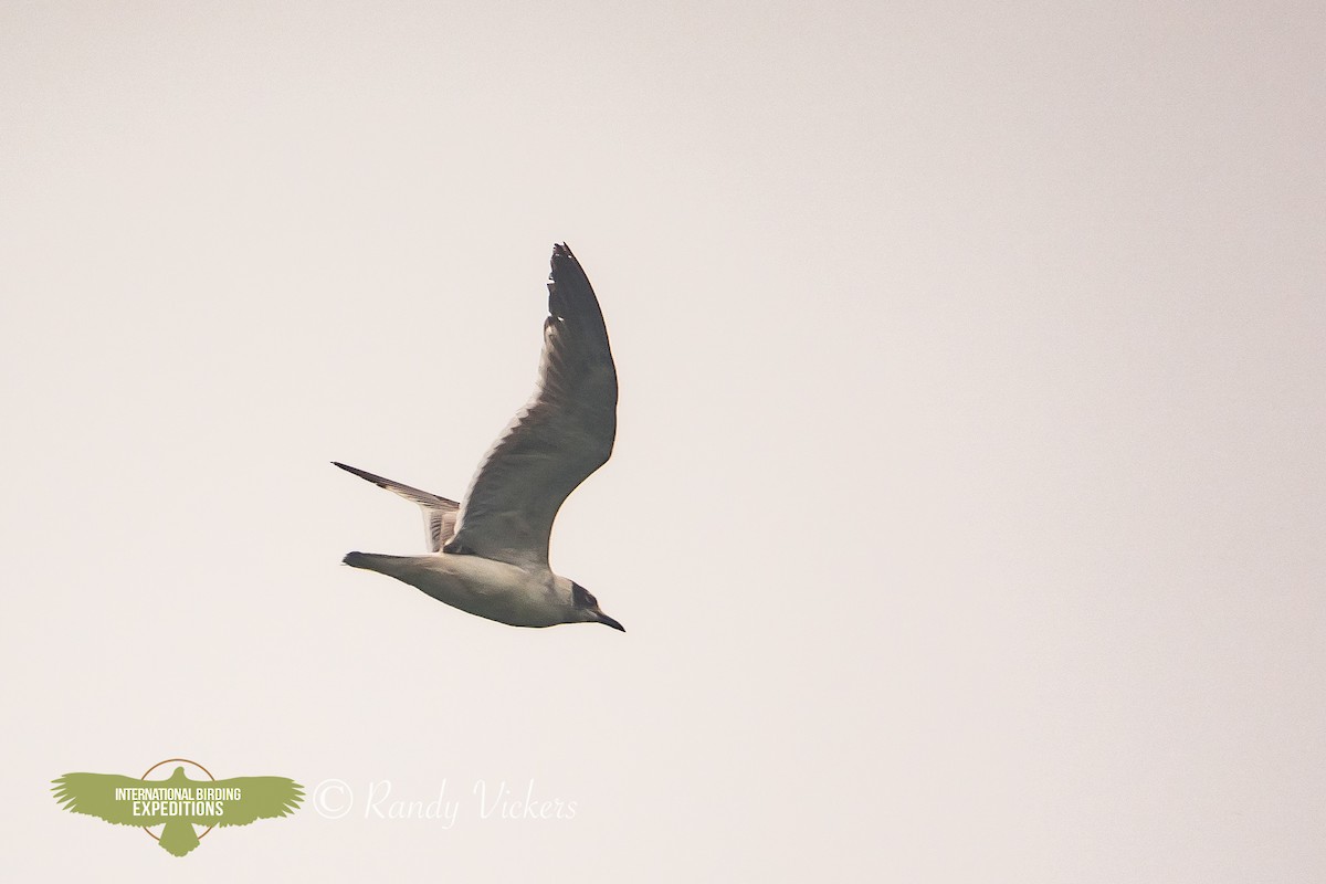 Gabbiano sghignazzante - ML623358212