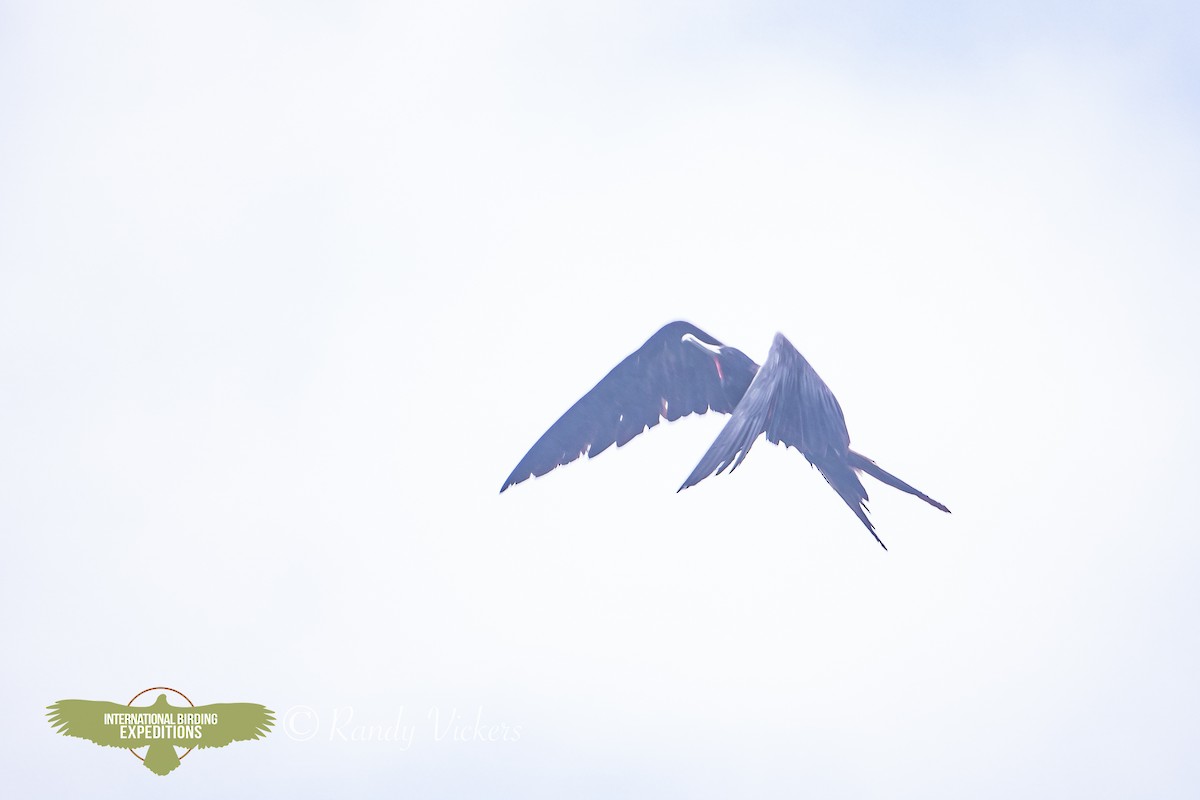 Great Frigatebird - ML623358221