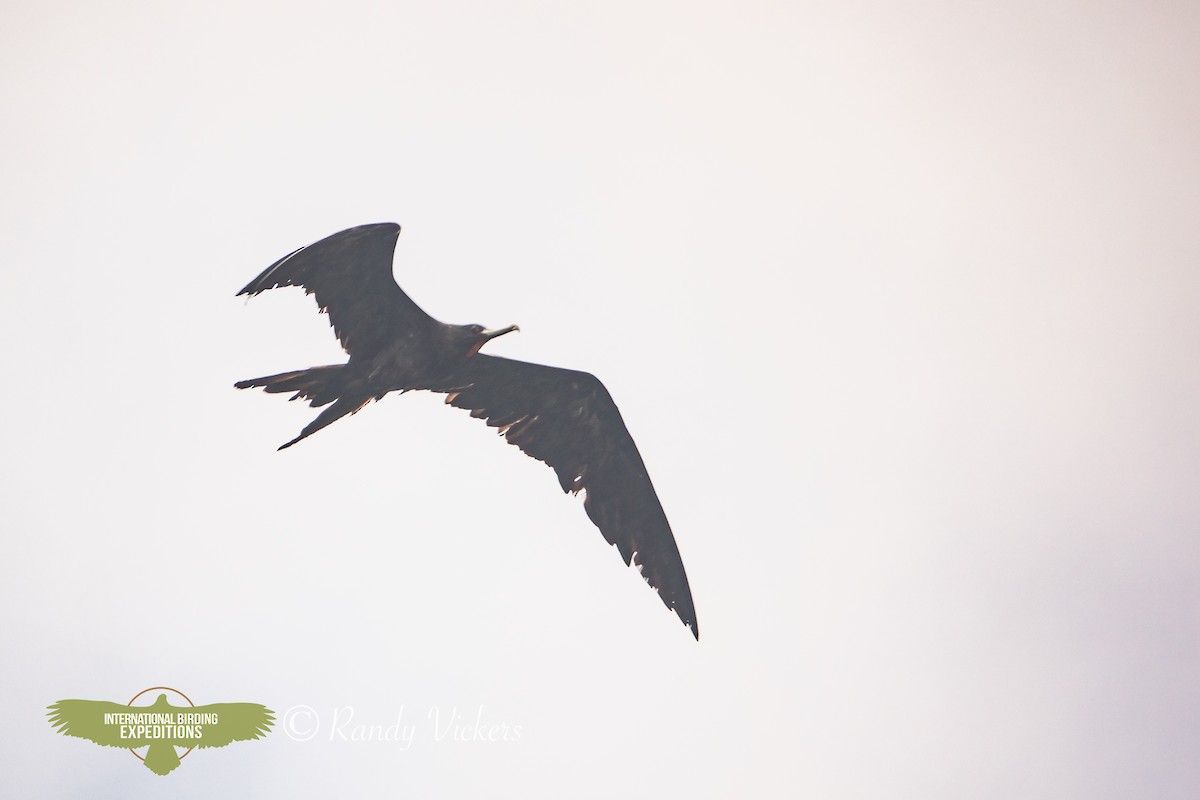 Great Frigatebird - ML623358222