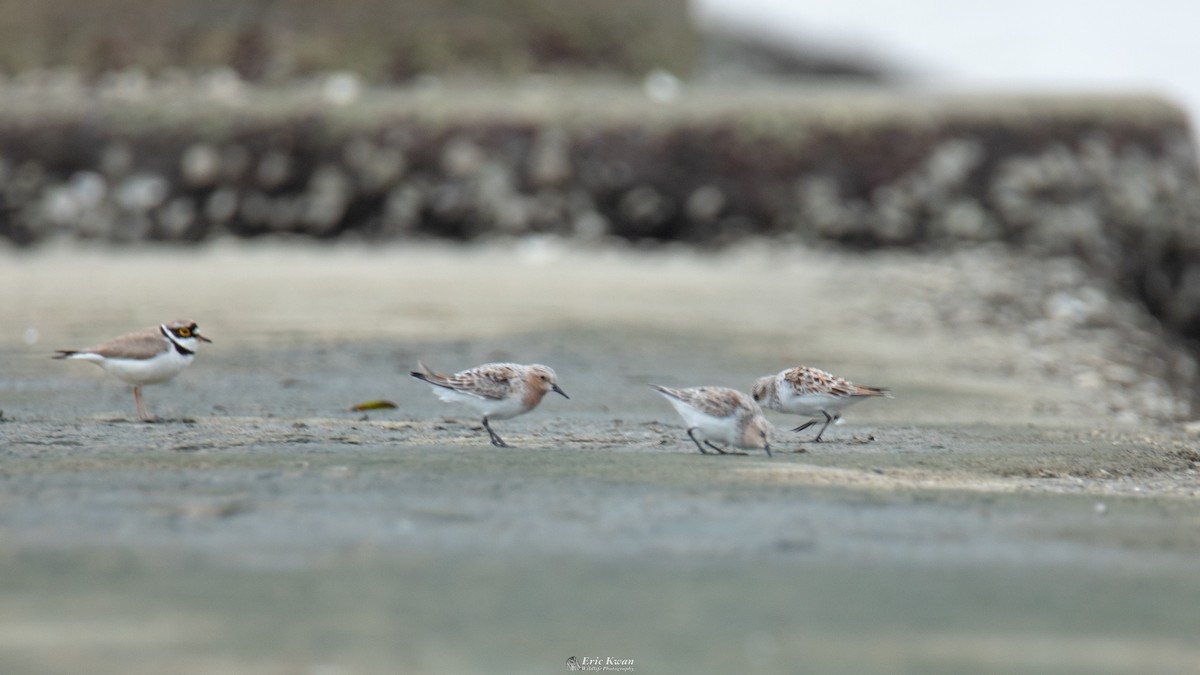 Little Stint - ML623358223
