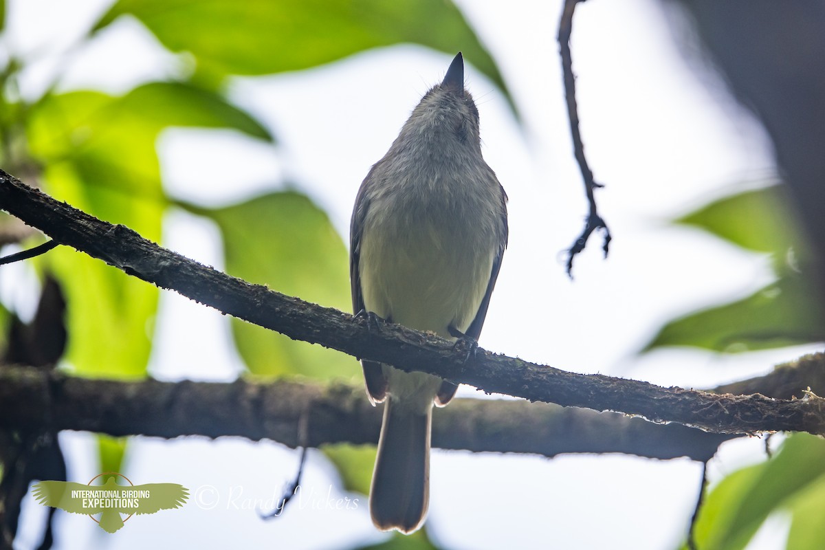 Galapagos Flycatcher - ML623358227