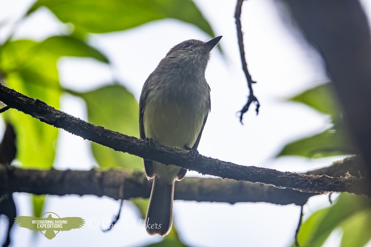 Galapagos Flycatcher - ML623358228