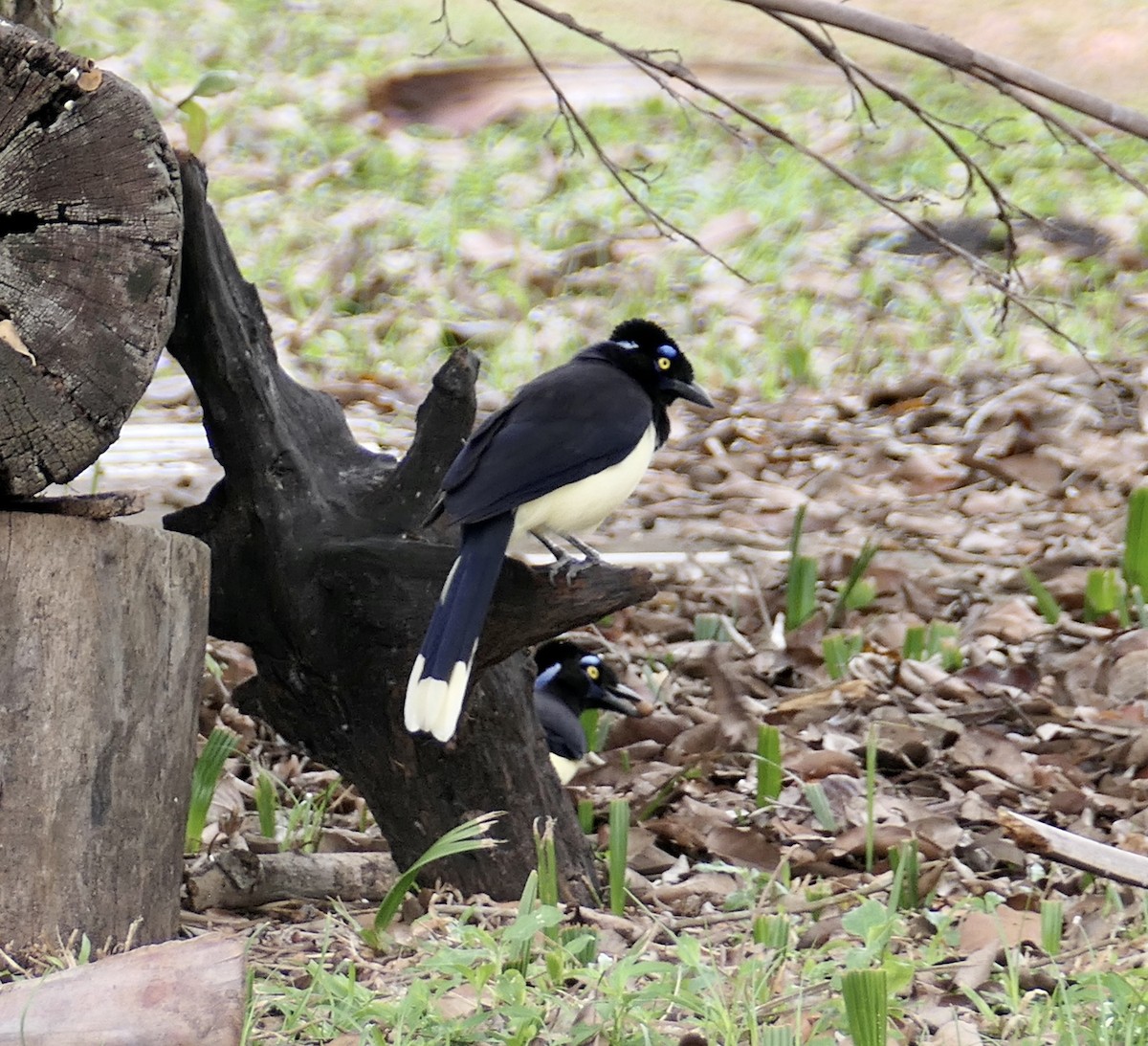 Plush-crested Jay - ML623358235