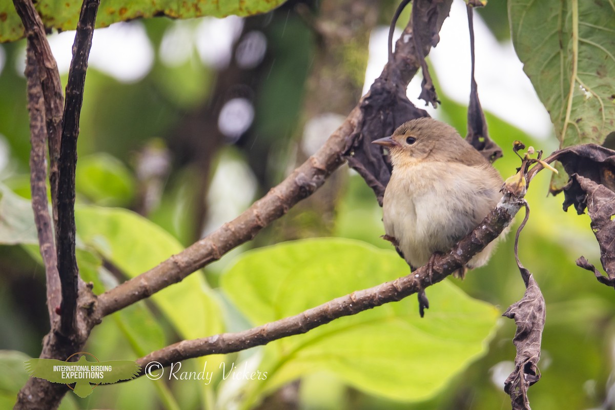 Green Warbler-Finch - ML623358236