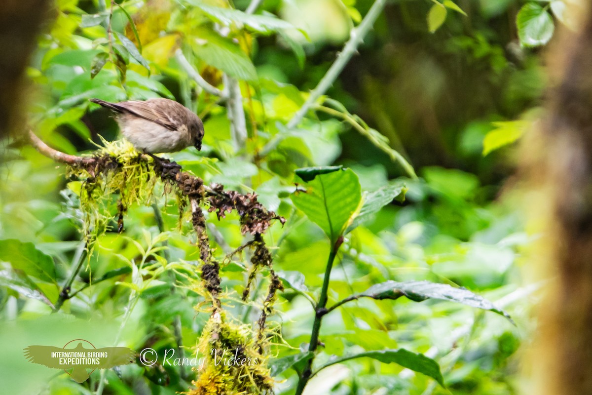 Woodpecker Finch - Randy Vickers