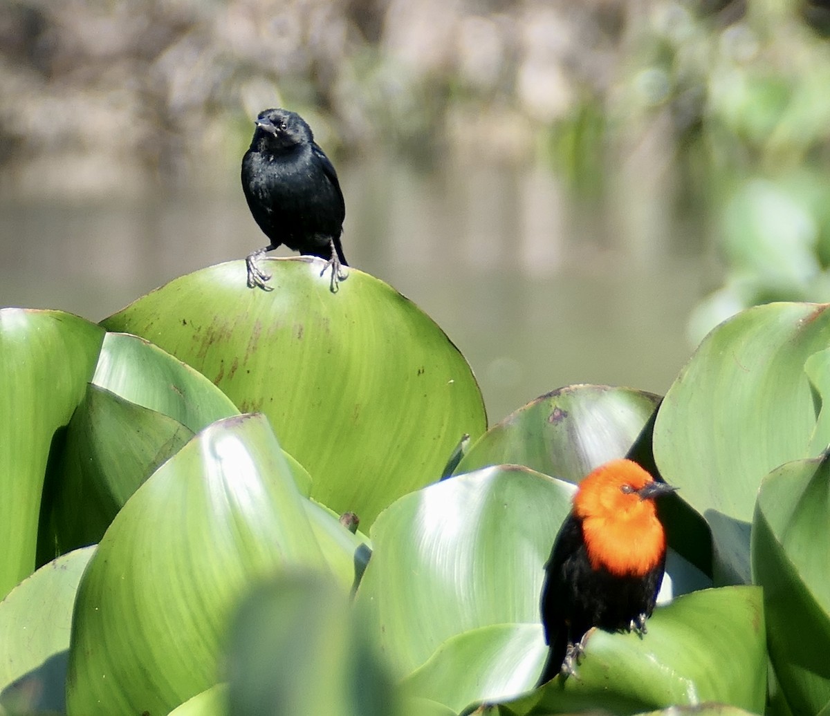 Unicolored Blackbird - ML623358260