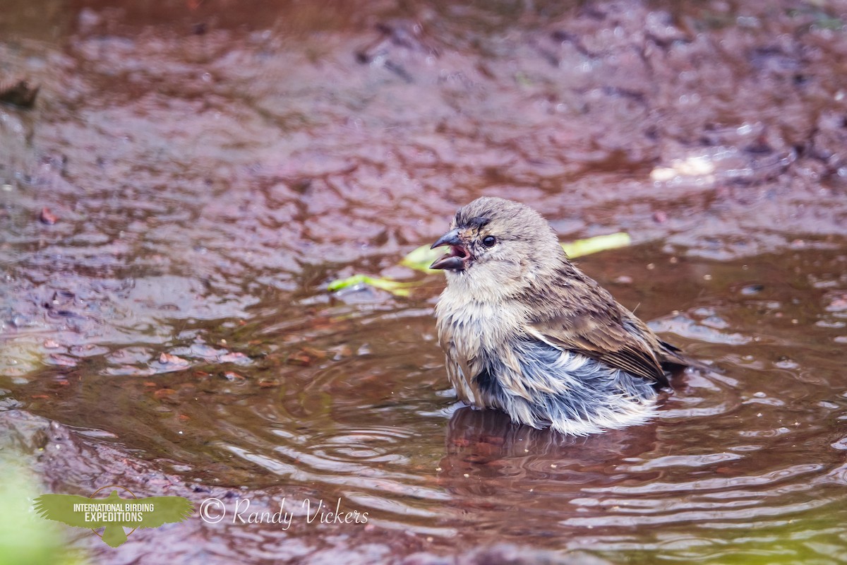 Small Tree-Finch - ML623358268