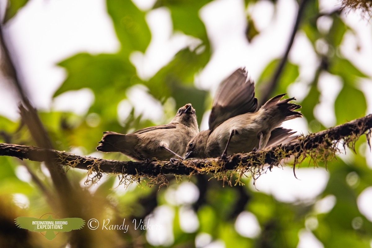Small Tree-Finch - ML623358269