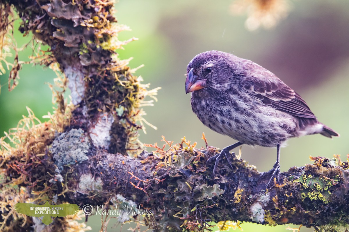 Medium Ground-Finch - ML623358273
