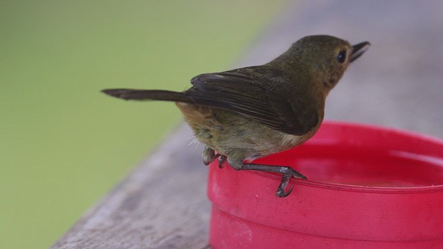 White-sided Flowerpiercer - ML623358277