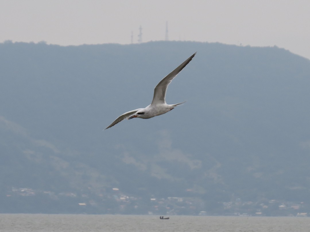 Snowy-crowned Tern - ML623358283