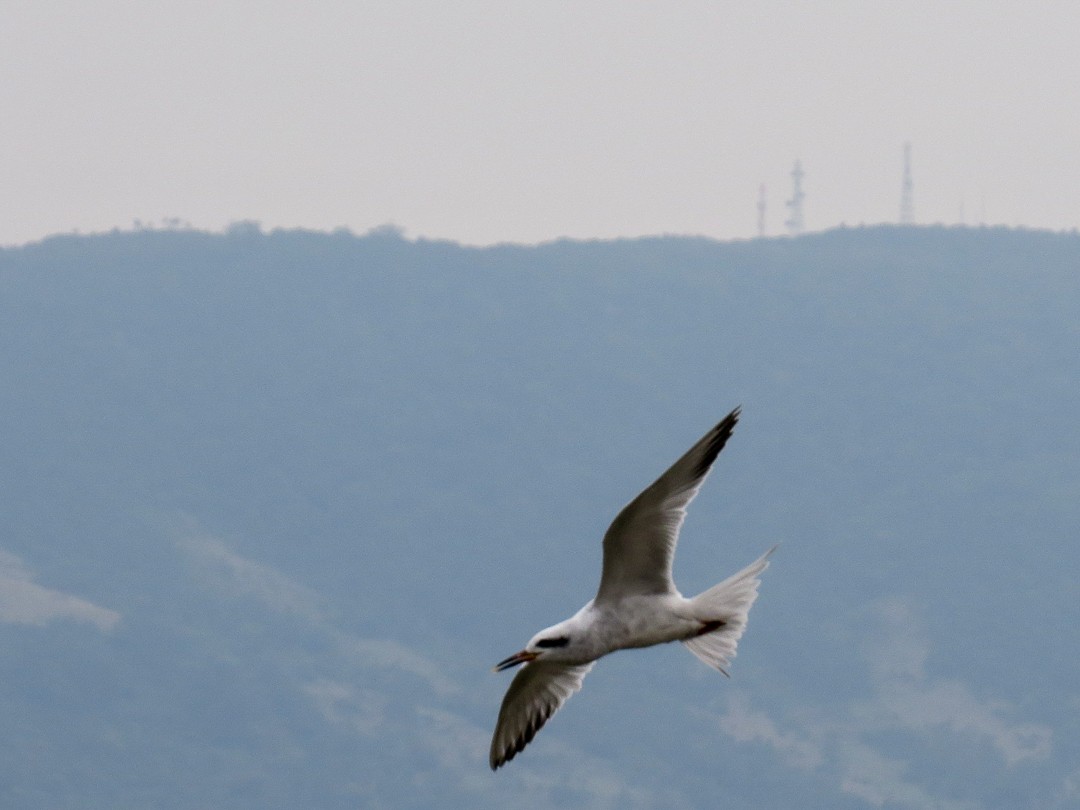 Snowy-crowned Tern - ML623358284