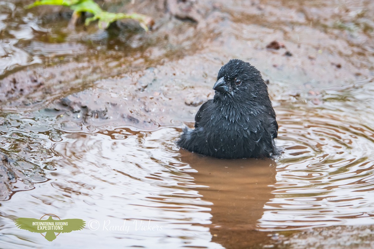 Small Ground-Finch - ML623358302