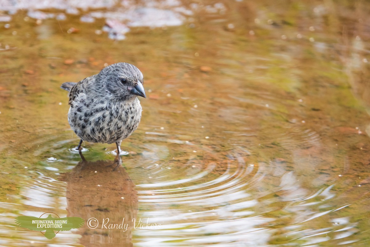 Small Ground-Finch - ML623358303