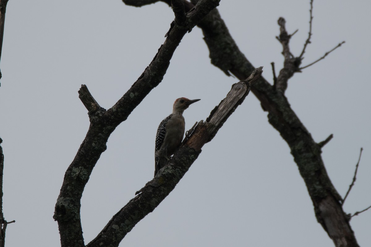 Red-bellied Woodpecker - ML623358349