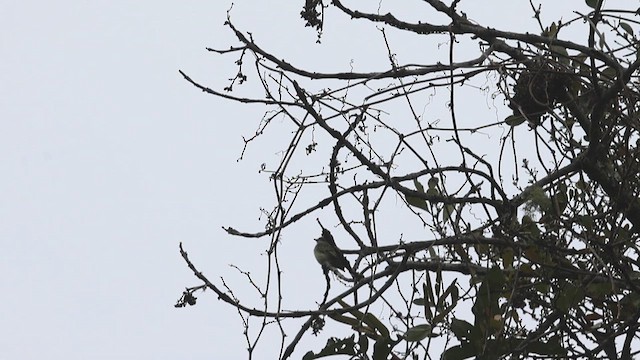 Spectacled Tyrannulet - ML623358379