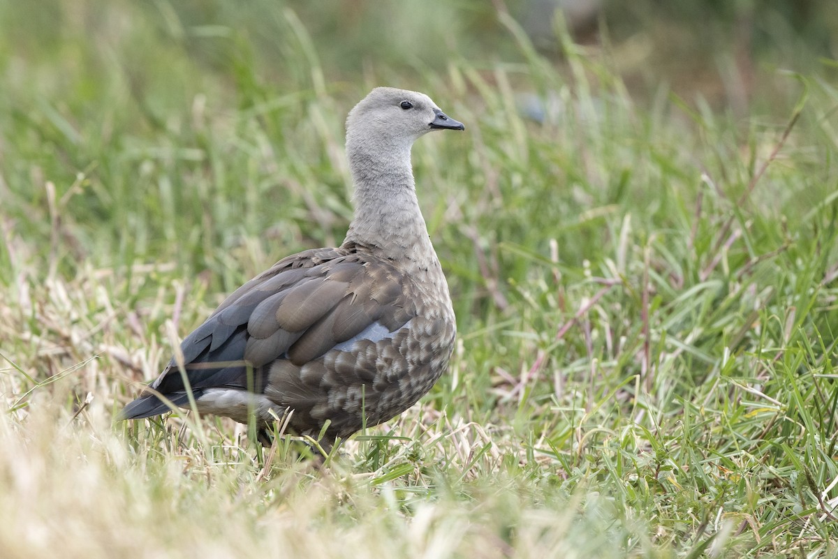 Blue-winged Goose - Mathieu Bally