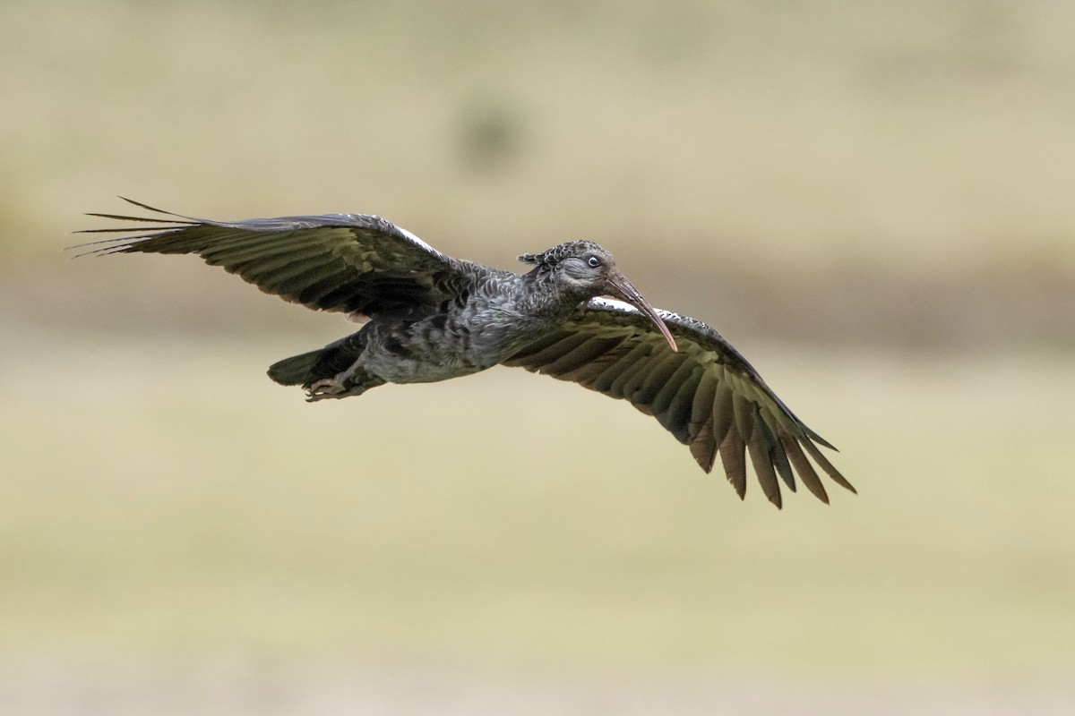 Wattled Ibis - ML623358418