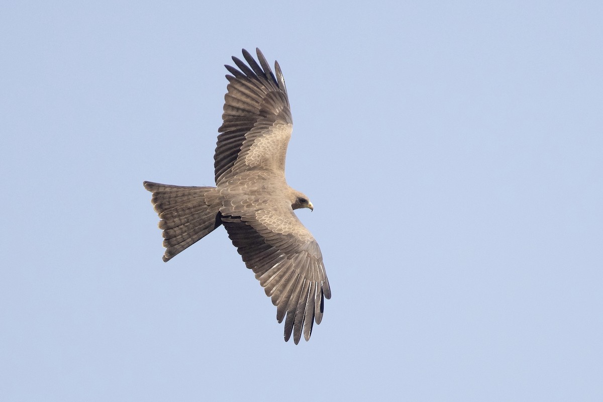 Black Kite (Yellow-billed) - ML623358424