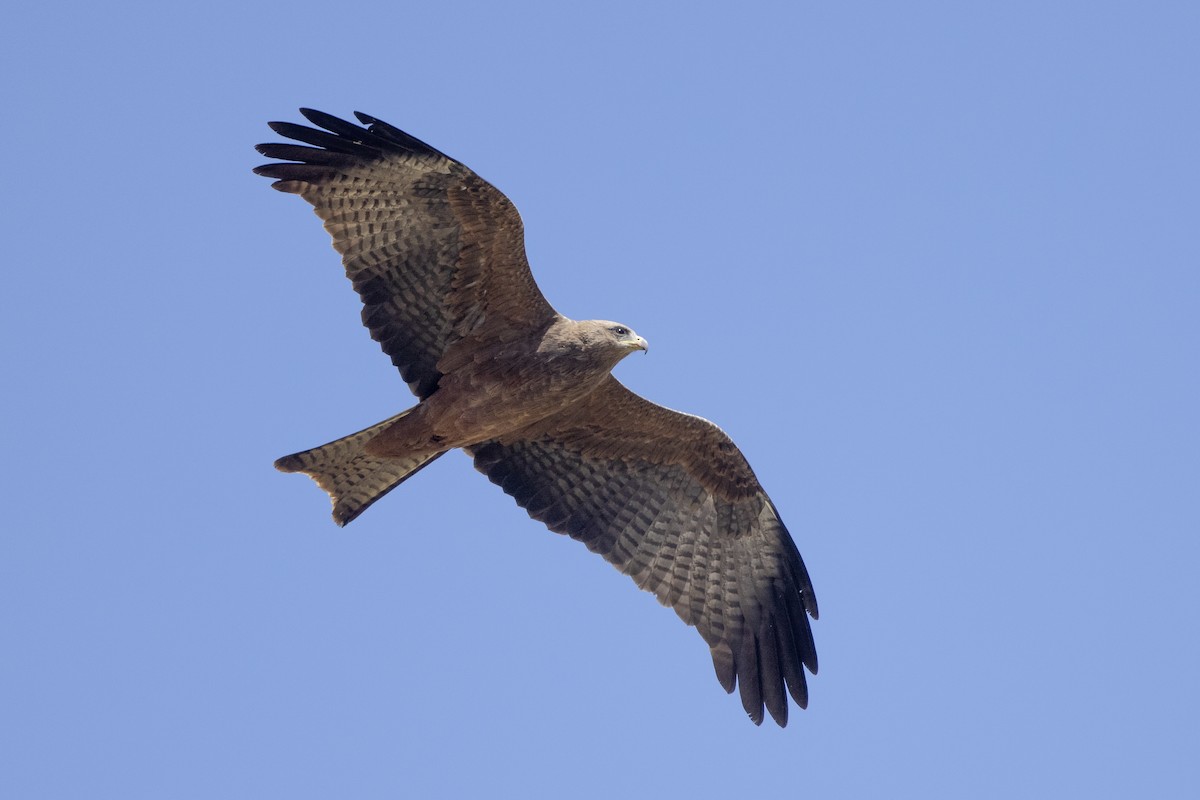 Black Kite (Yellow-billed) - ML623358425