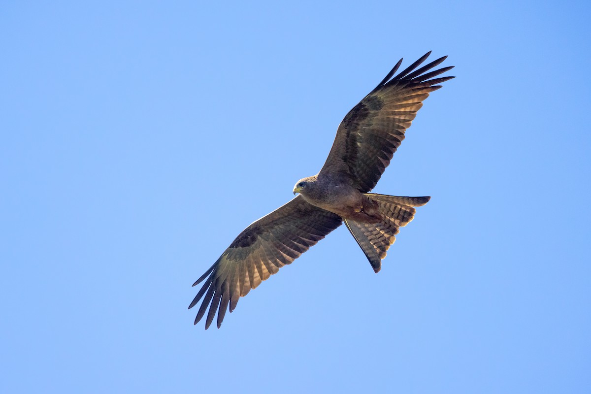 Black Kite (Yellow-billed) - ML623358426