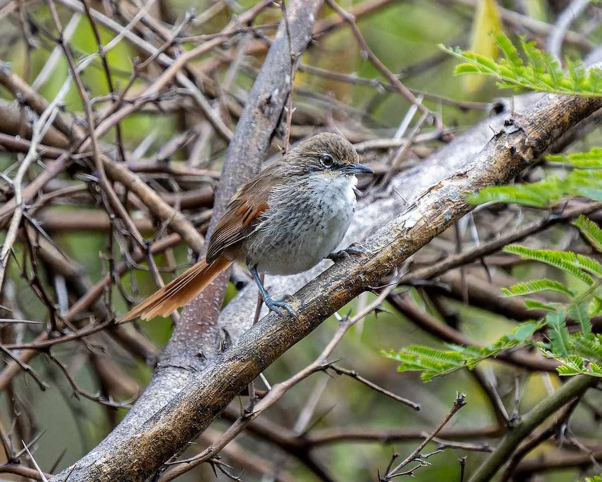 Chinchipe Spinetail - ML623358429