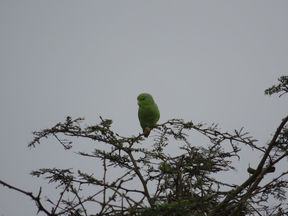 Pacific Parrotlet - ML623358445