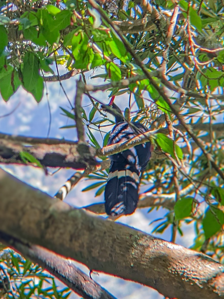 Horned Guan - ML623358482