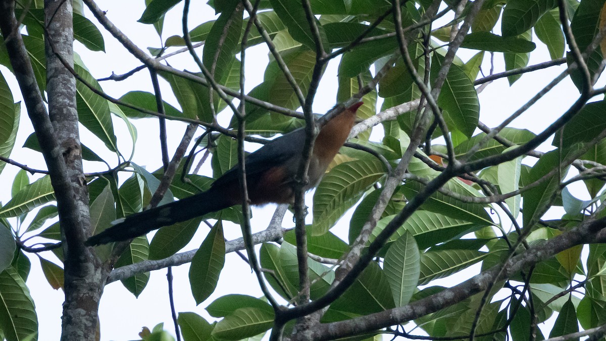 Red-billed Malkoha - Joren van Schie