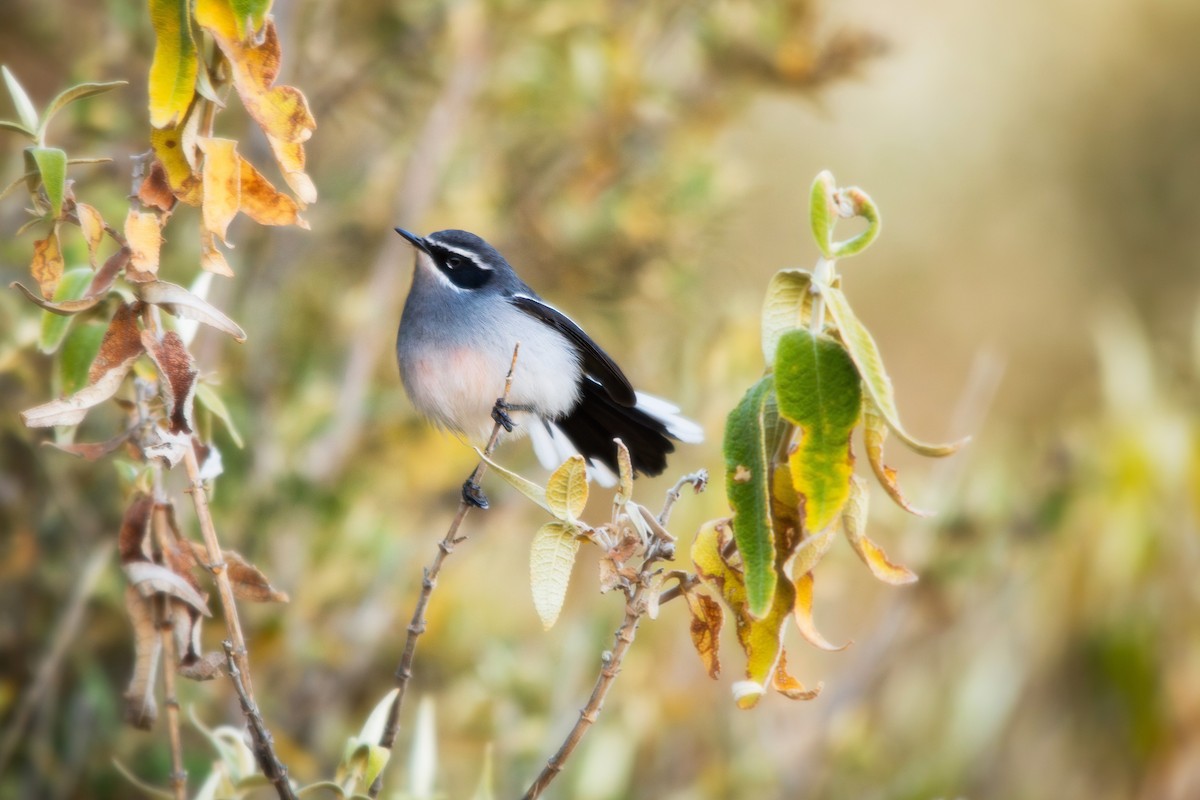 Fairy Flycatcher - ML623358511