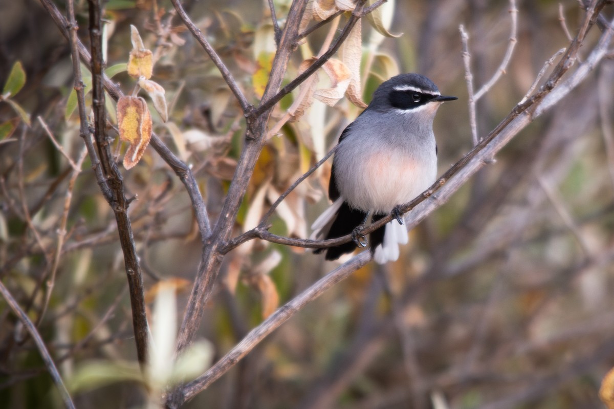 Fairy Flycatcher - ML623358512