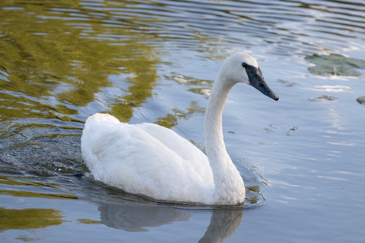 Trumpeter Swan - ML623358527