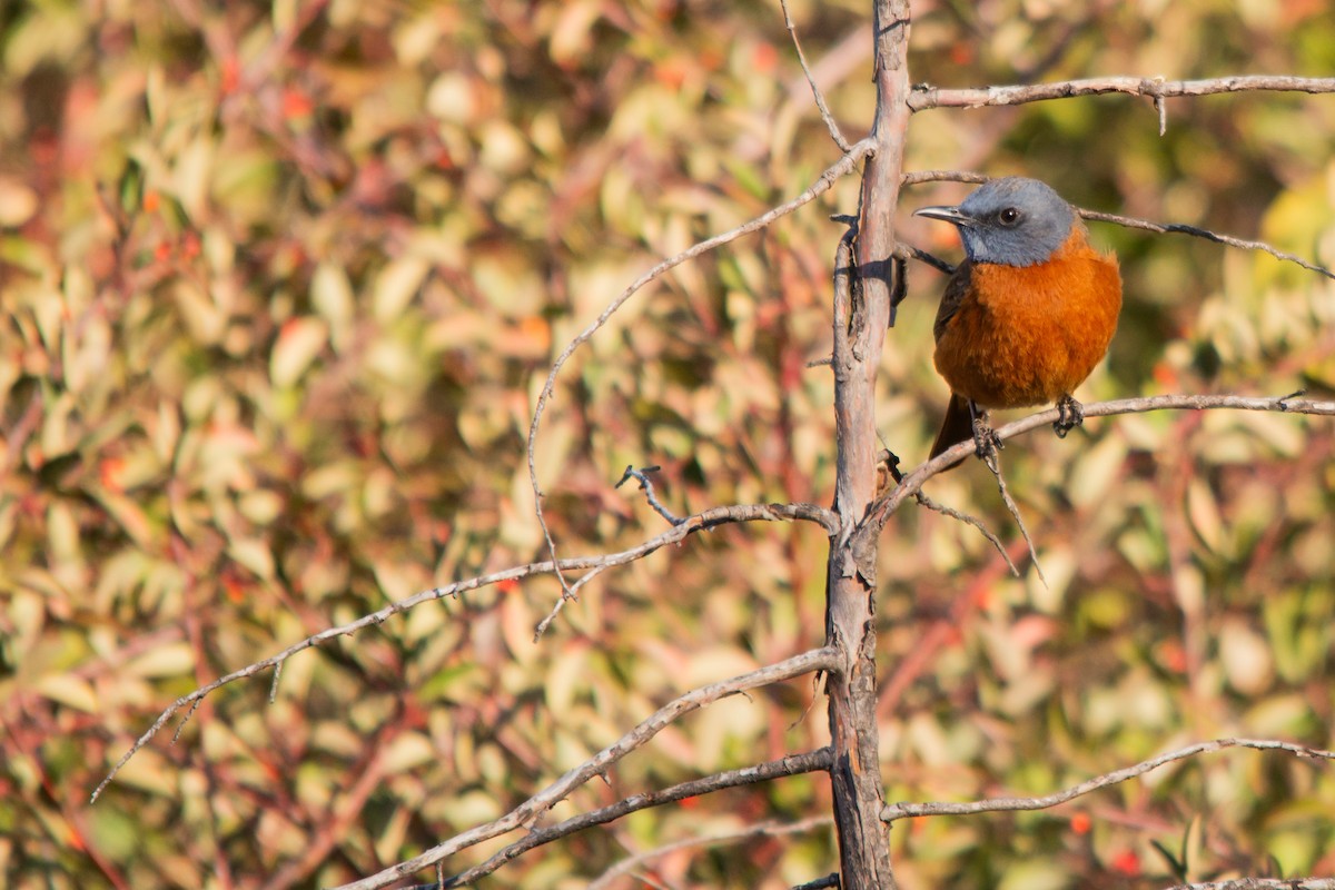 Cape Rock-Thrush - ML623358528