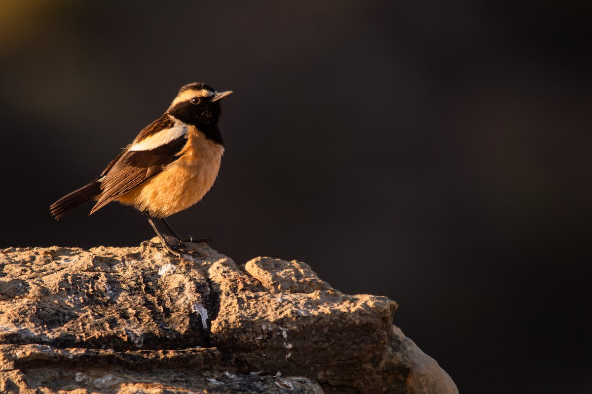 Buff-streaked Chat - ML623358555