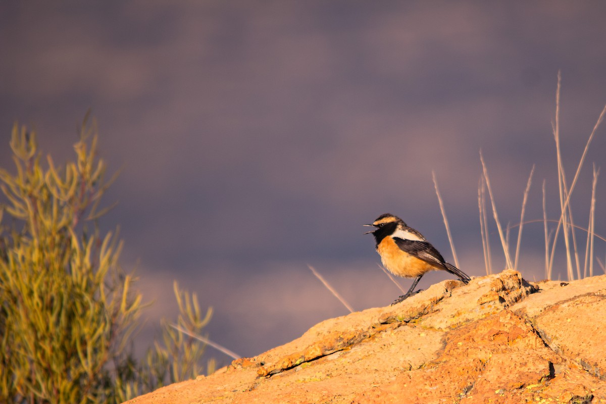 Buff-streaked Chat - ML623358556