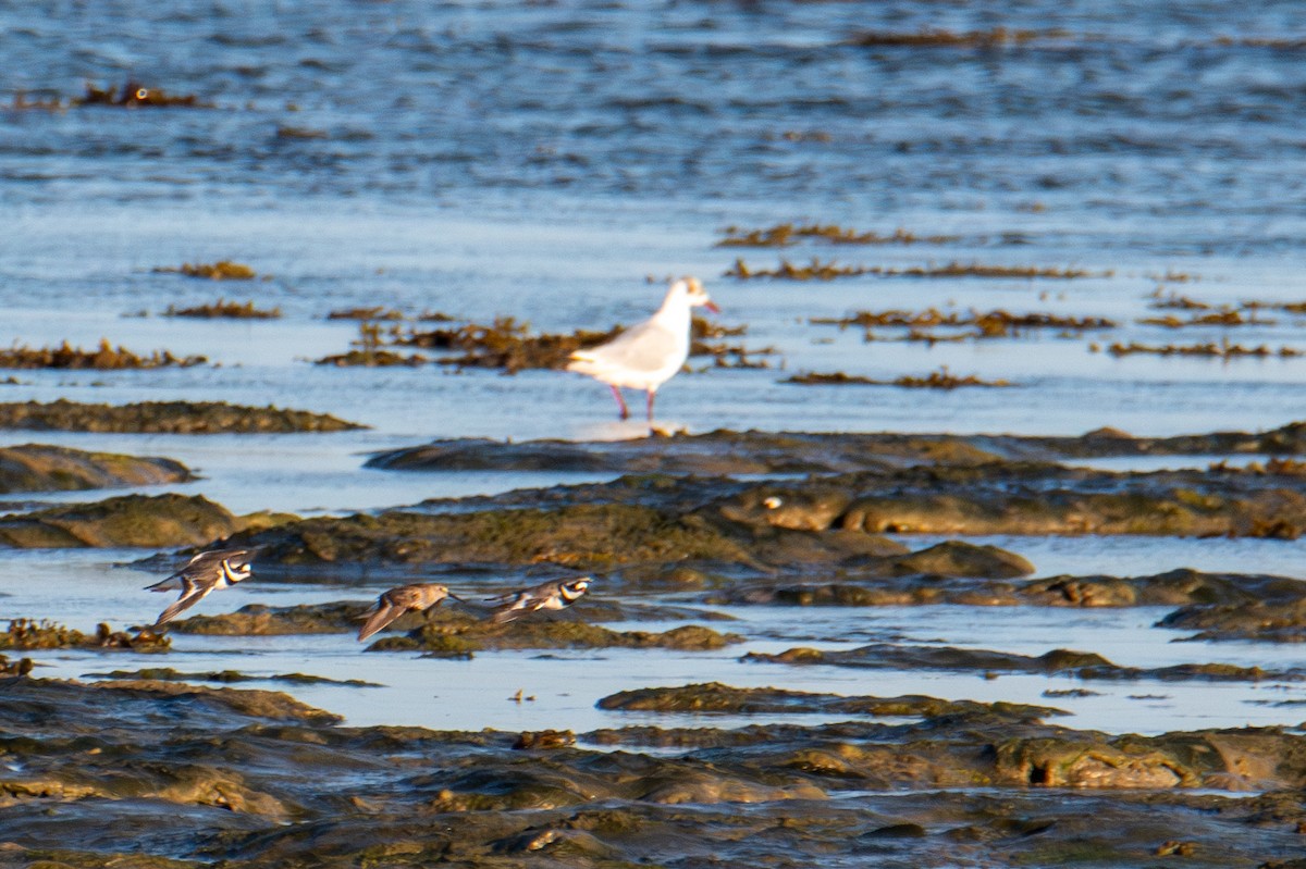 Common Ringed Plover - ML623358582