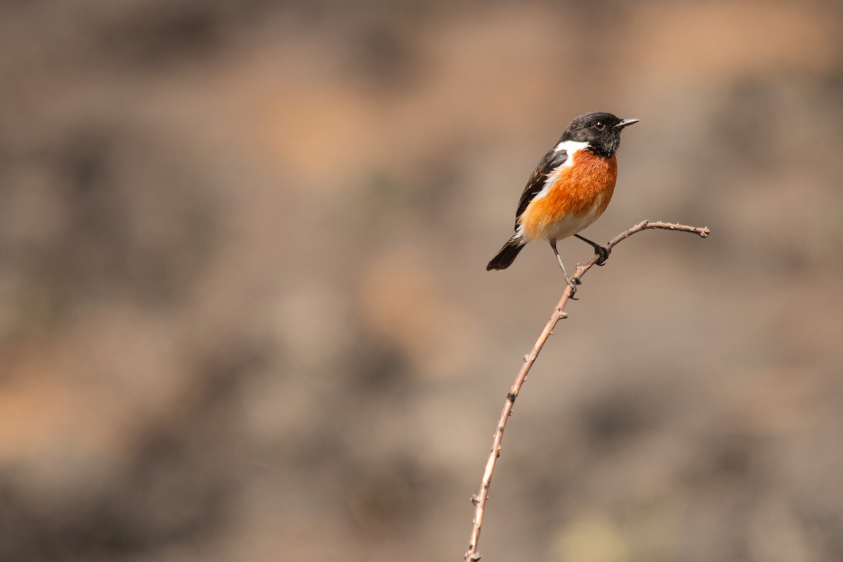 African Stonechat - ML623358611